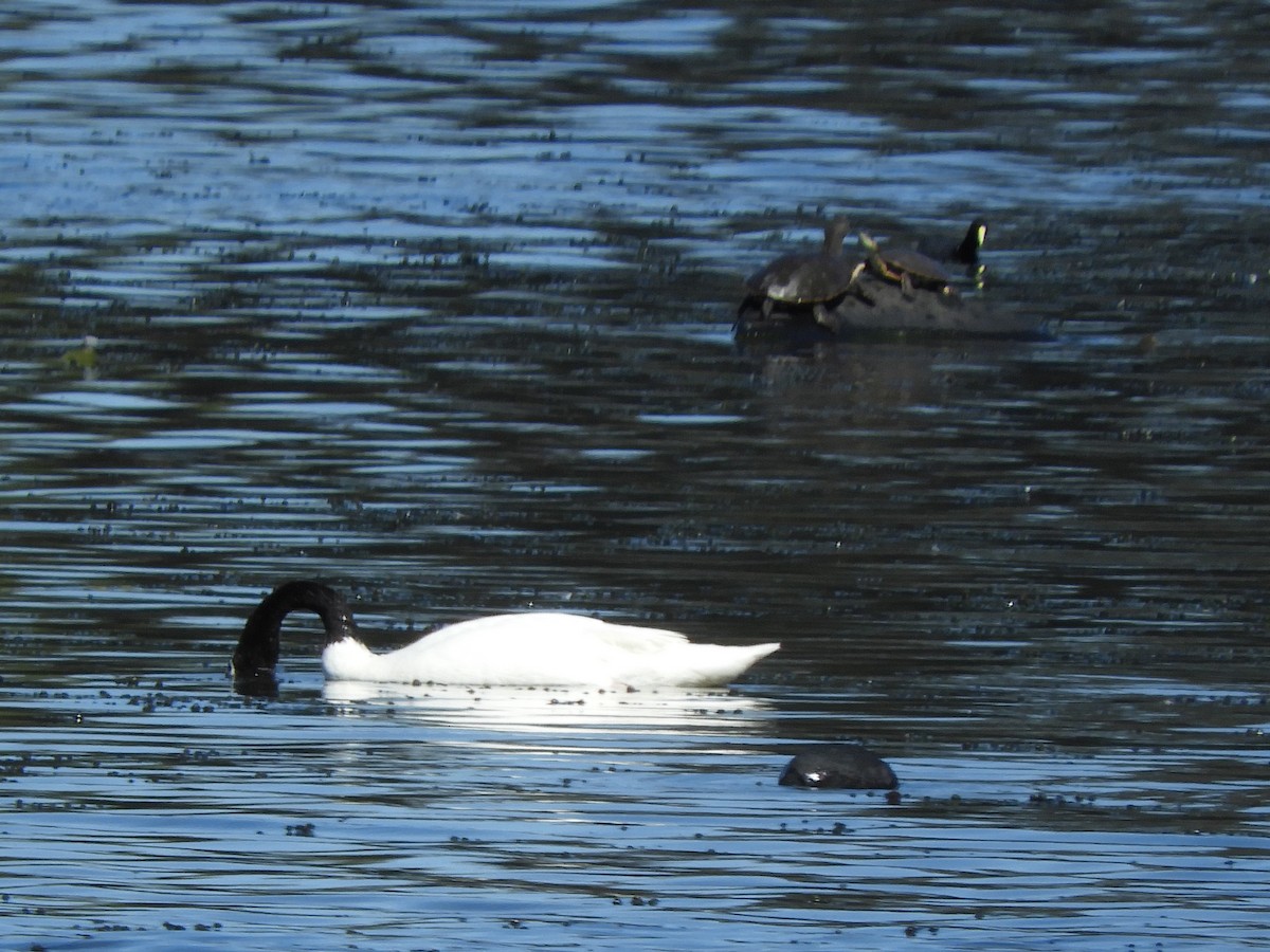 Black-necked Swan - ML610750559