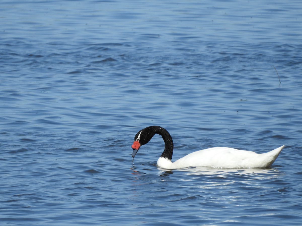 Black-necked Swan - ML610750561