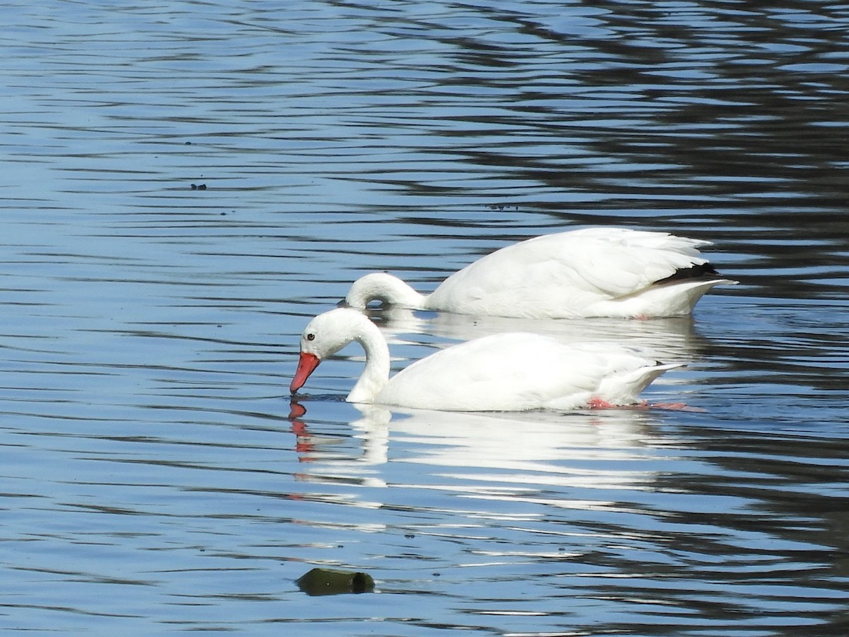 Coscoroba Swan - inés otero