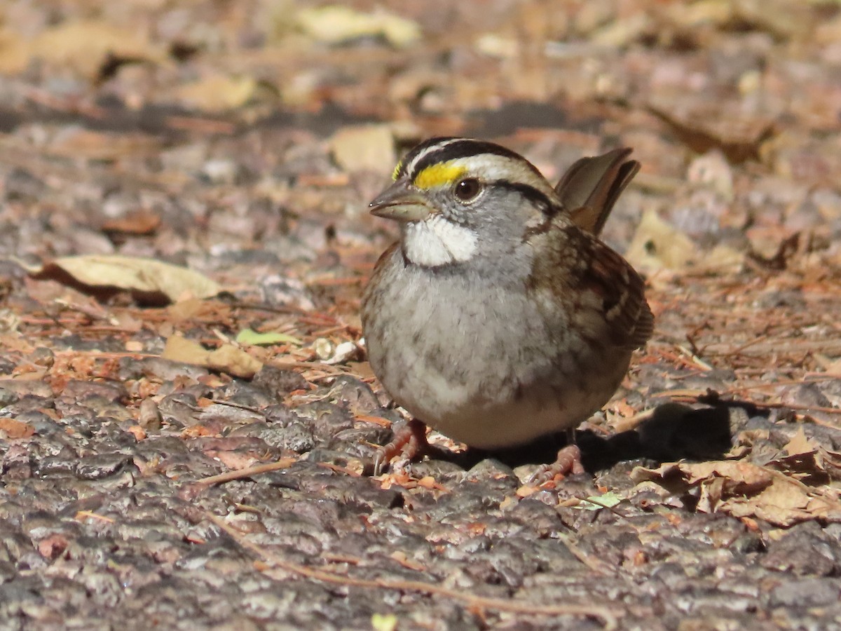 White-throated Sparrow - ML610750597