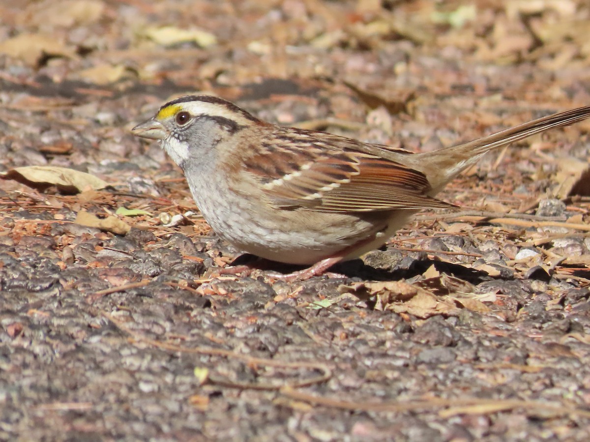White-throated Sparrow - ML610750598
