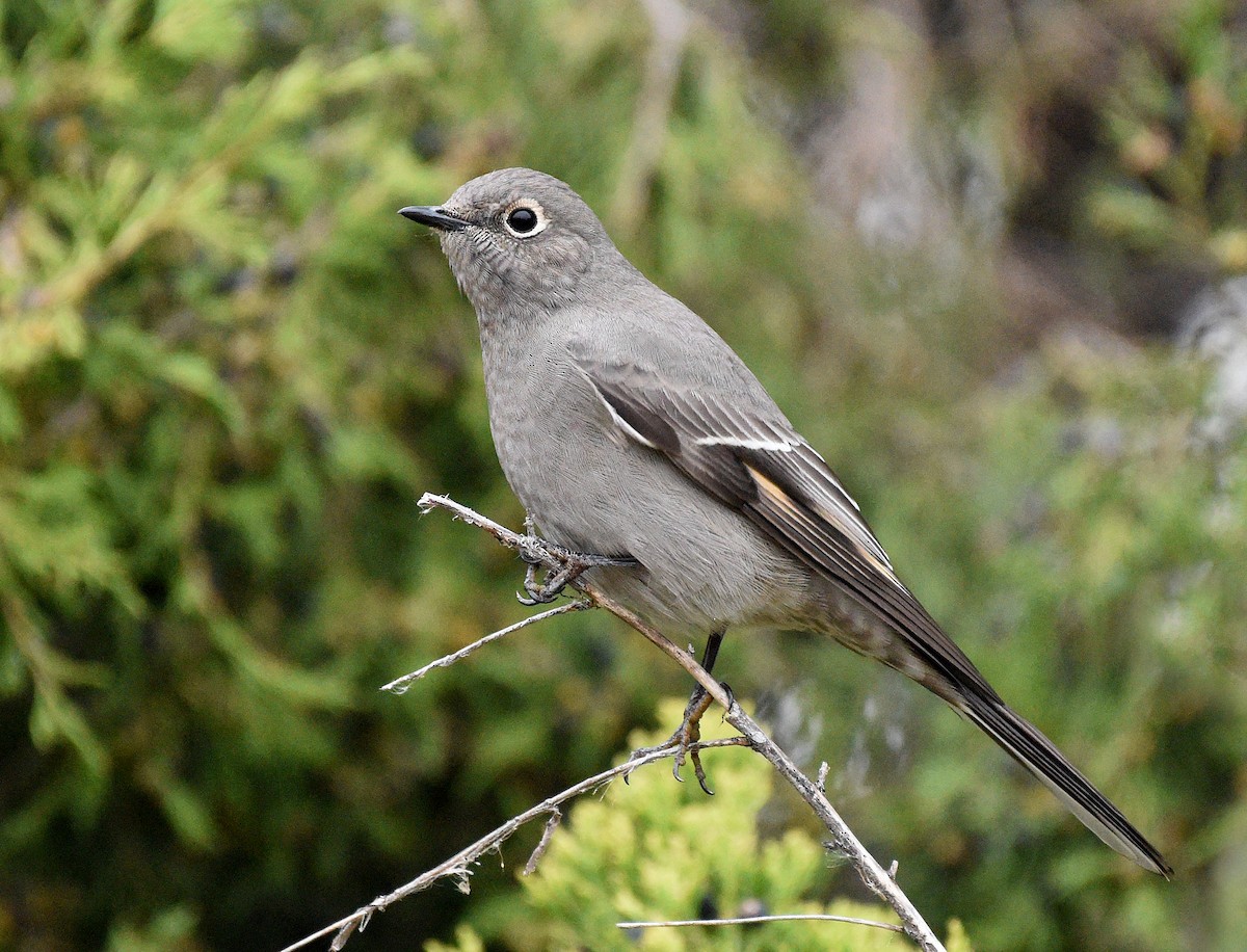 Townsend's Solitaire - ML610750770