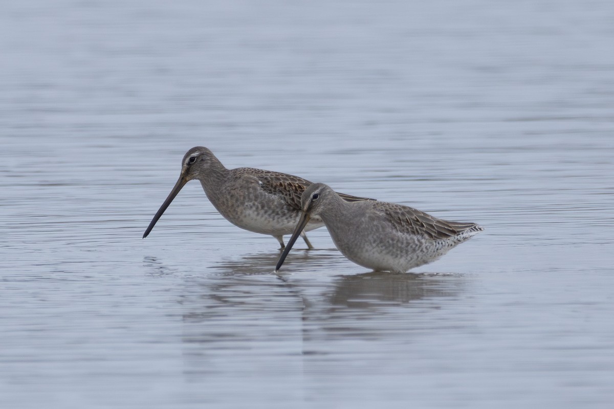 Long-billed Dowitcher - ML610751074