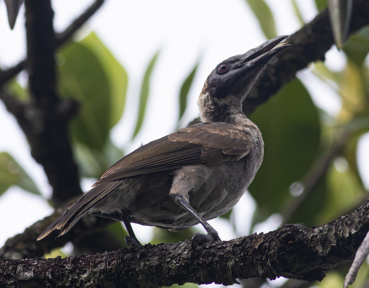 Helmeted Friarbird (Hornbill) - ML610751470