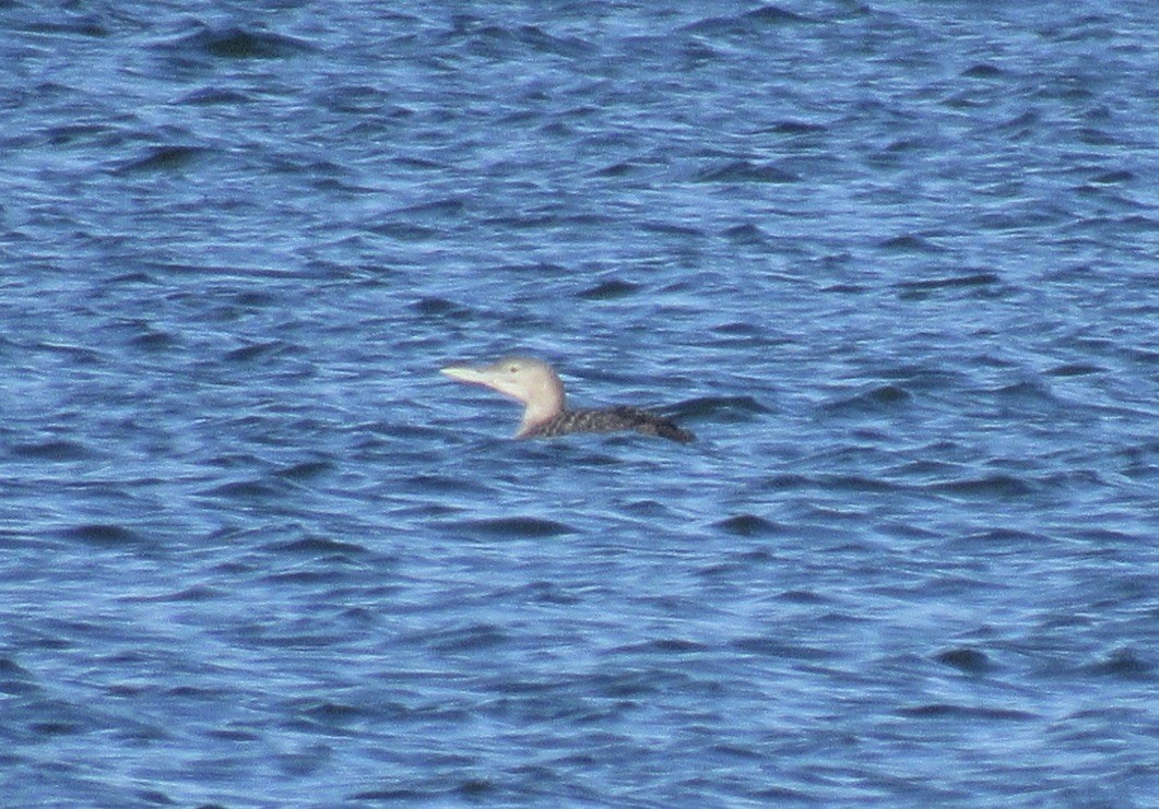 Yellow-billed Loon - Laurel Armstrong