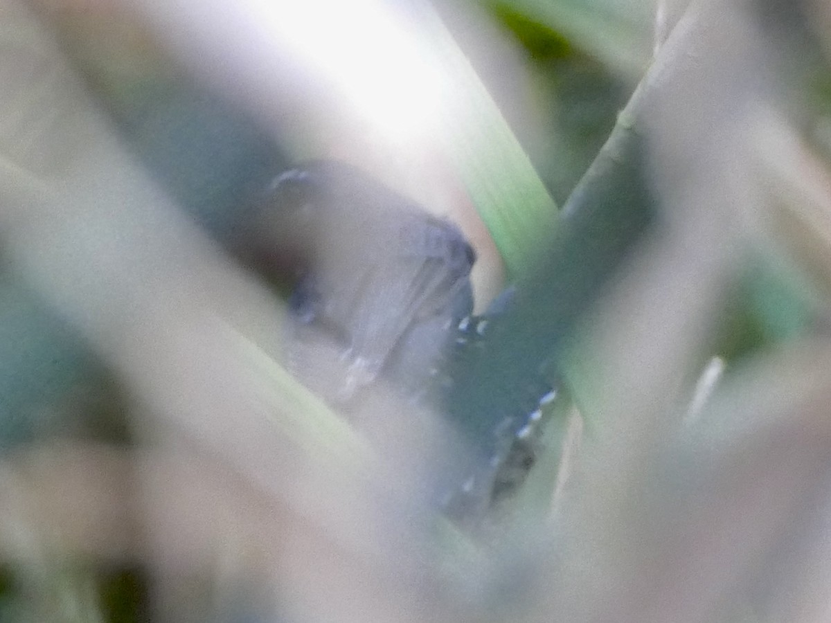 White-throated Antbird - ML610751831