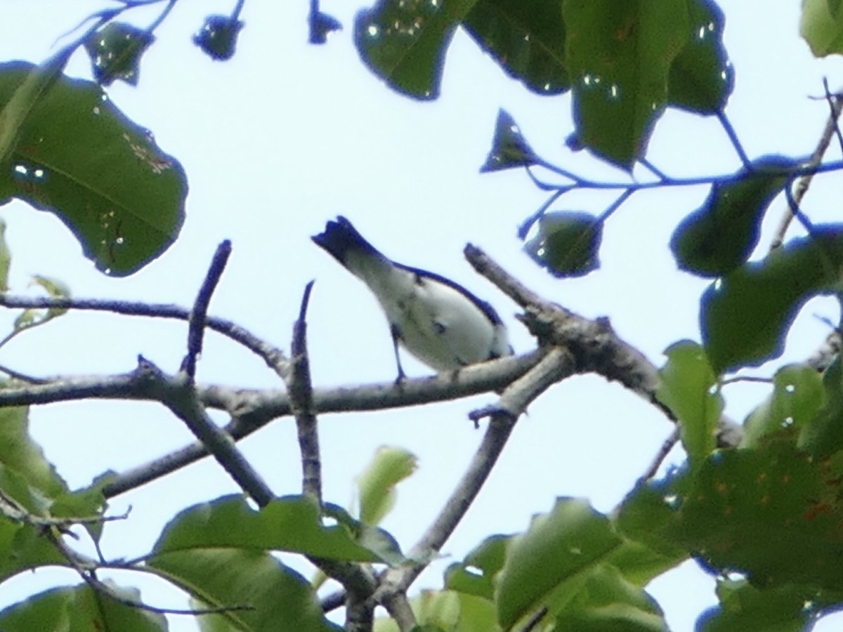 Red-billed Pied Tanager - ML610751893