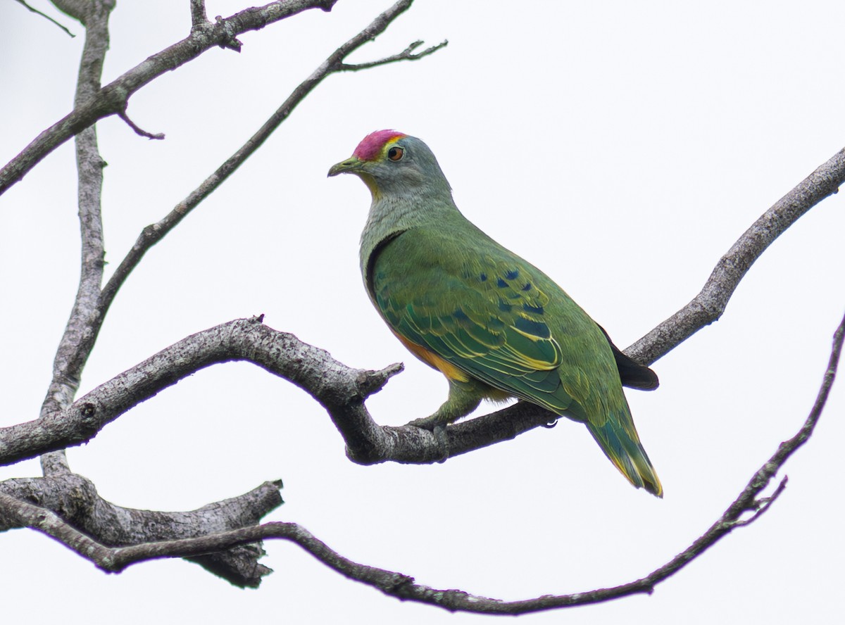 Rose-crowned Fruit-Dove - ML610752028