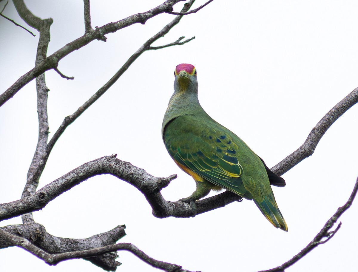 Rose-crowned Fruit-Dove - ML610752029