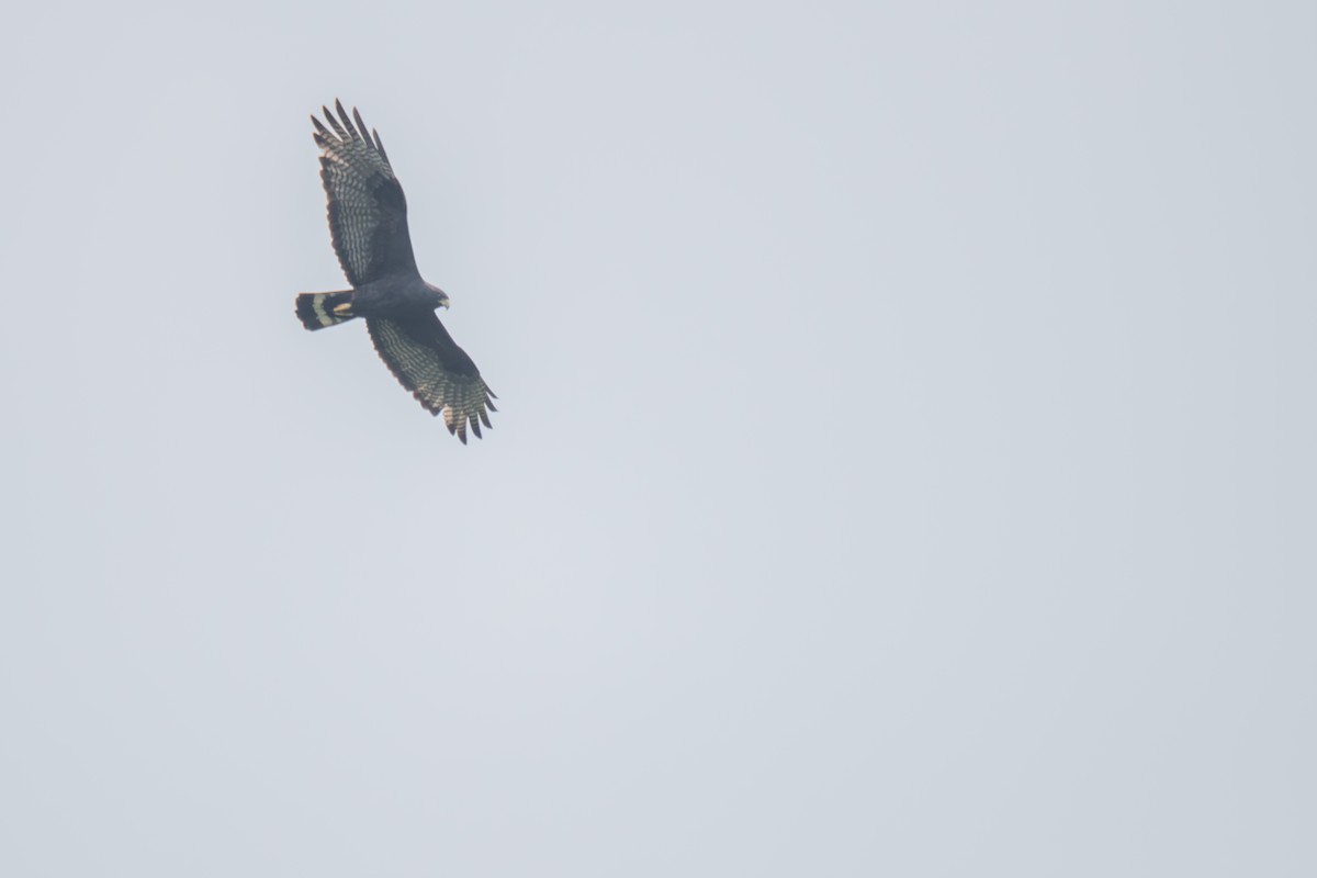 Zone-tailed Hawk - Johan Boeijkens