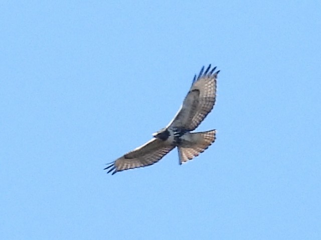 Red-tailed Hawk - ML610752362