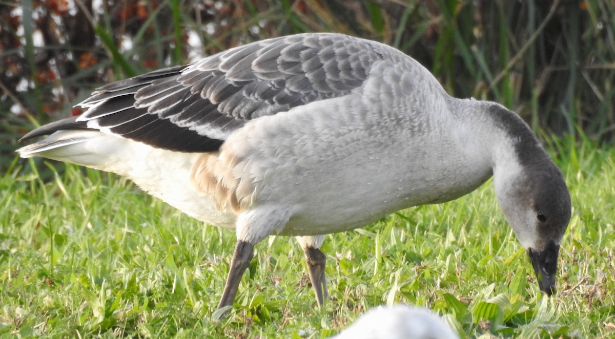Snow Goose x Brant (hybrid) - Moe Molander