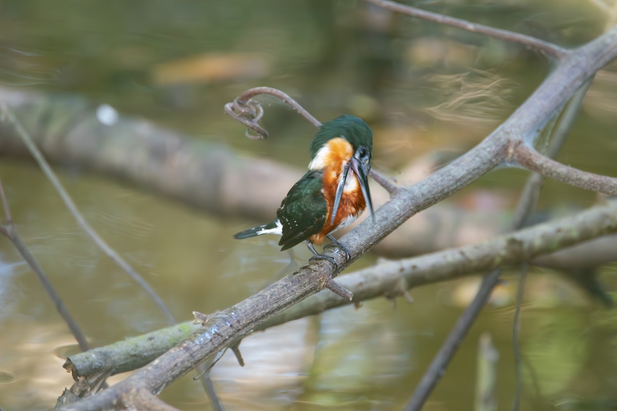 American Pygmy Kingfisher - Johan Boeijkens