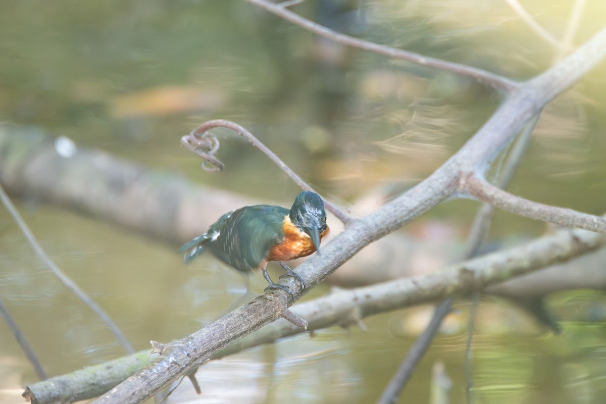 American Pygmy Kingfisher - Johan Boeijkens