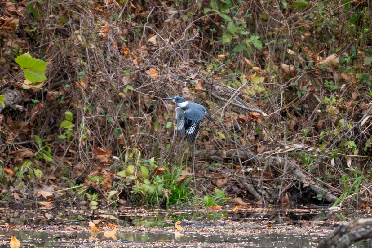 Belted Kingfisher - ML610753248