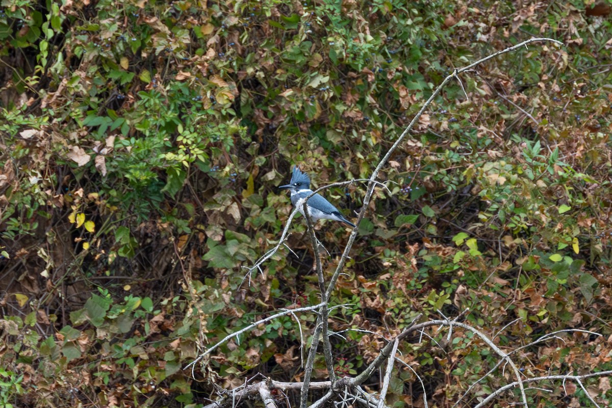 Belted Kingfisher - Brian Fleming
