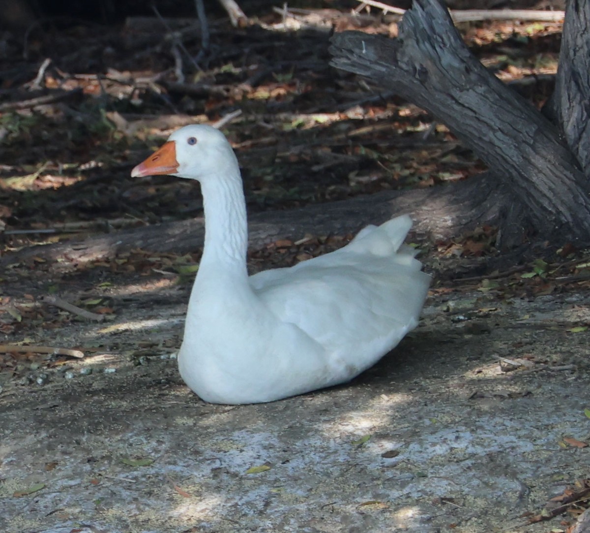 Domestic goose sp. (Domestic type) - ML610753540