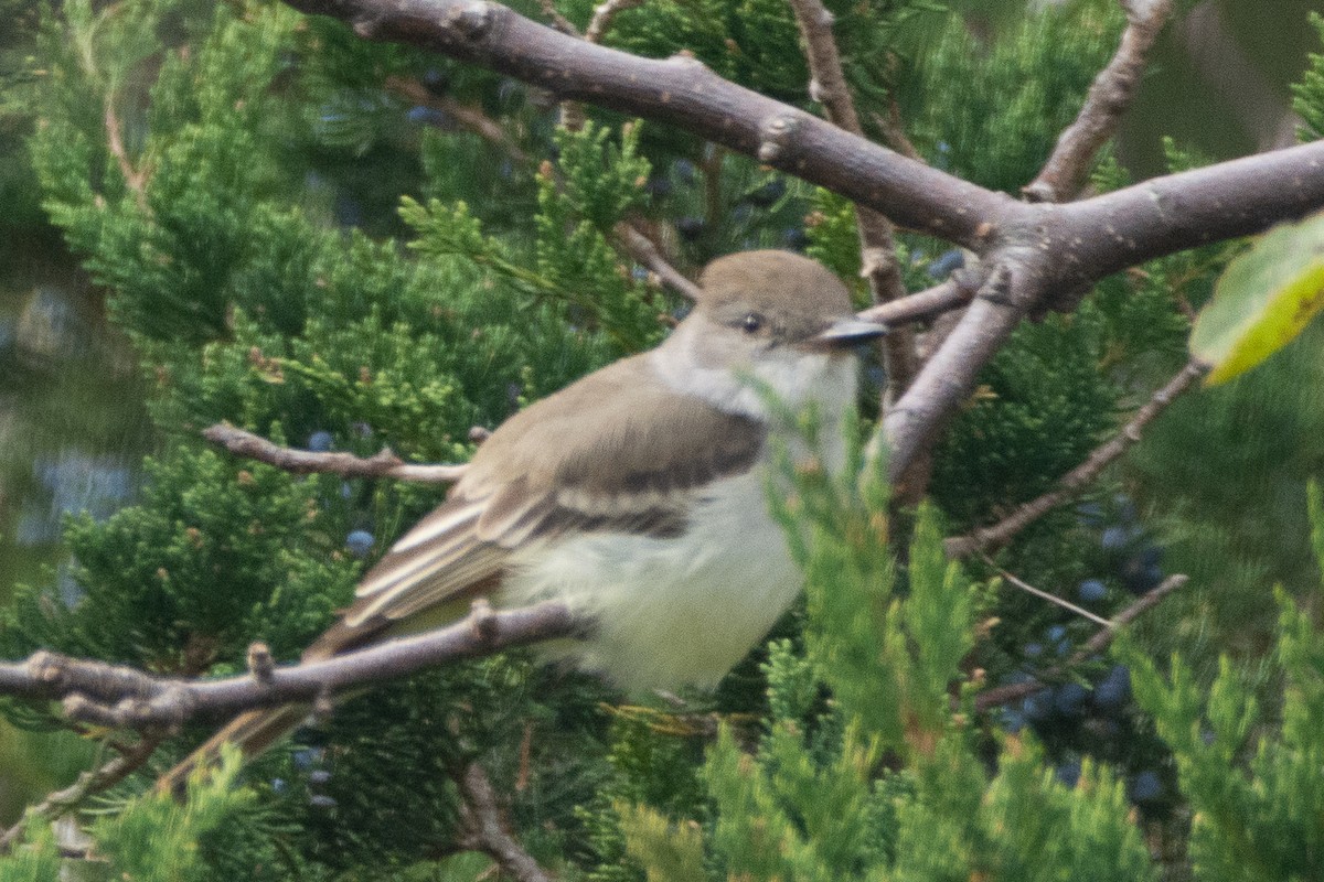 eBird Checklist - 4 Nov 2023 - Halibut Point SP - 26 species