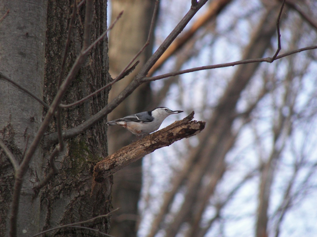 White-breasted Nuthatch - ML610753943