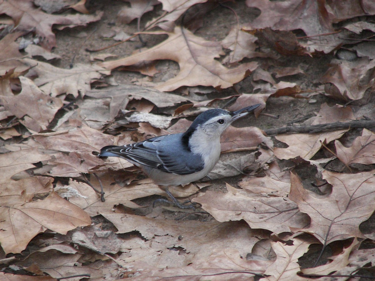White-breasted Nuthatch - ML610753944
