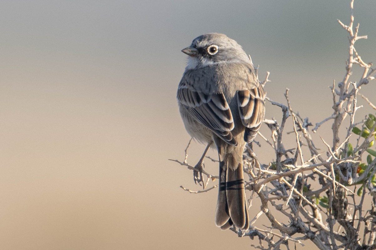 Sagebrush/Bell's Sparrow (Sage Sparrow) - ML610754036