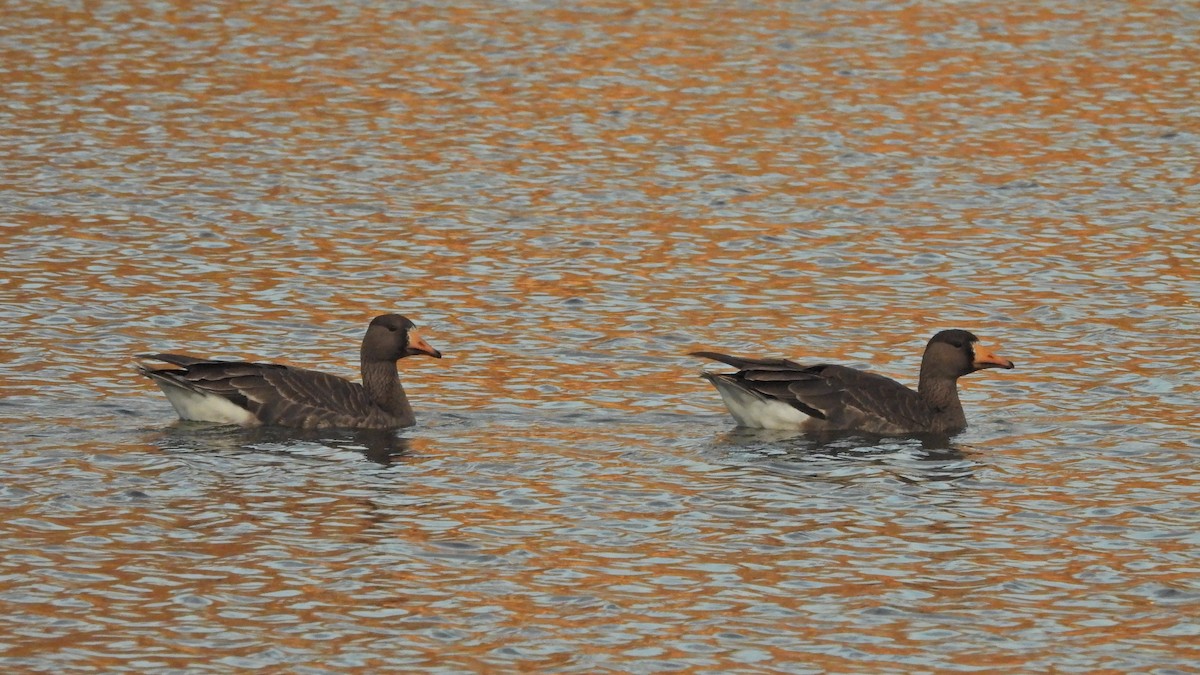 Greater White-fronted Goose - ML610754119