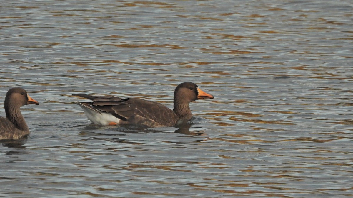 Greater White-fronted Goose - ML610754120