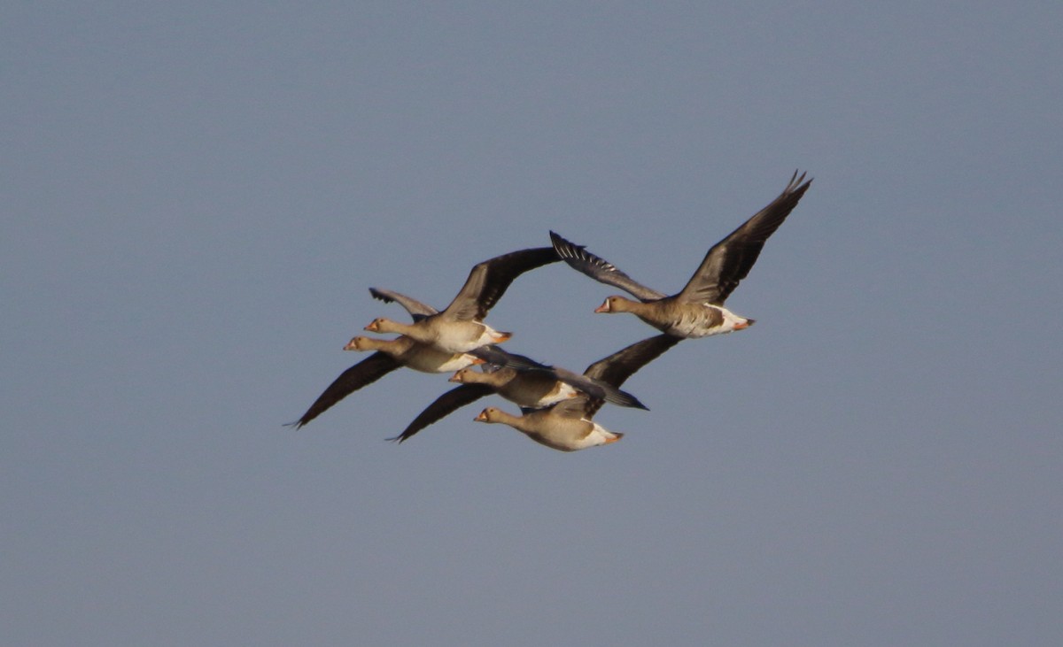Greater White-fronted Goose - ML610754168