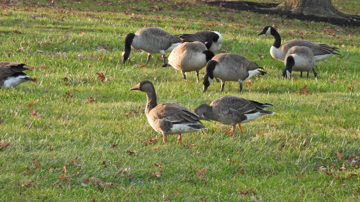 Greater White-fronted Goose - ML610754186