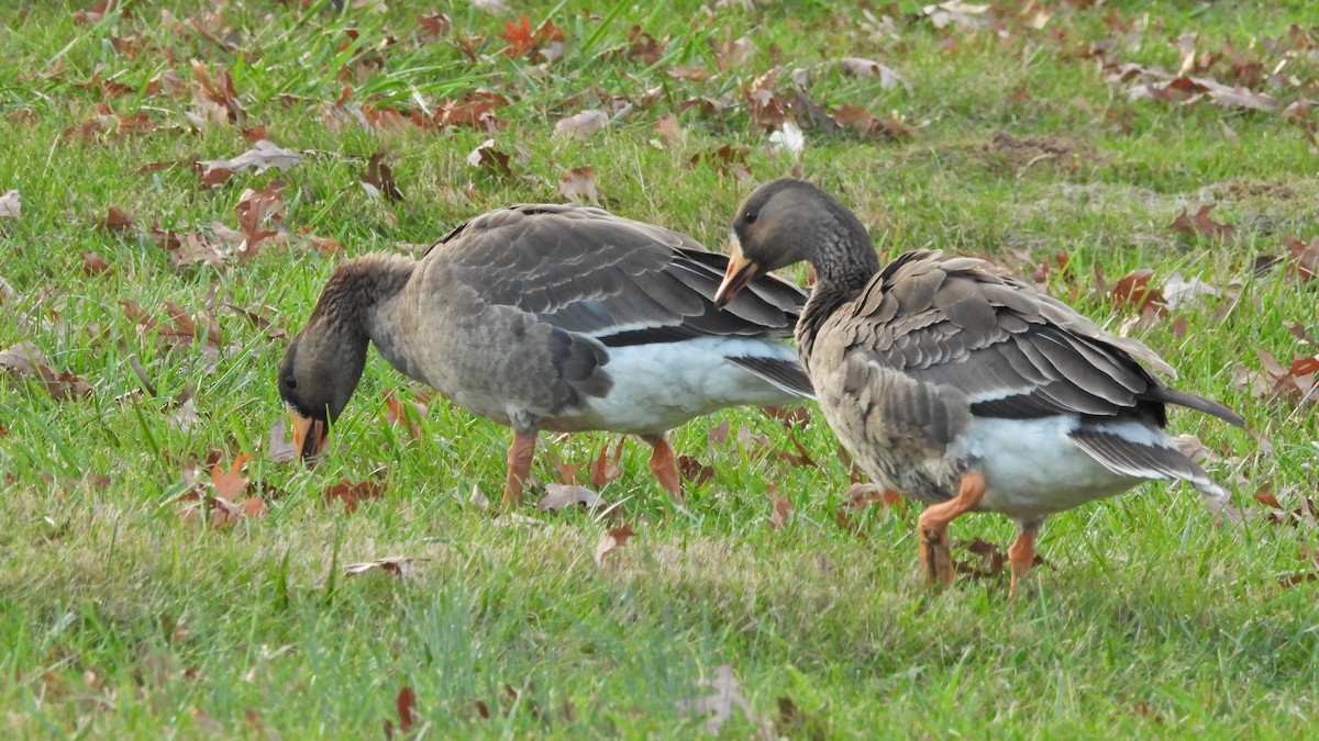 Greater White-fronted Goose - ML610754187