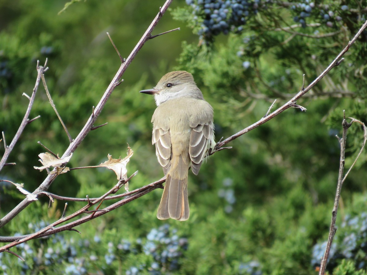eBird Checklist - 4 Nov 2023 - Halibut Point SP - 20 species