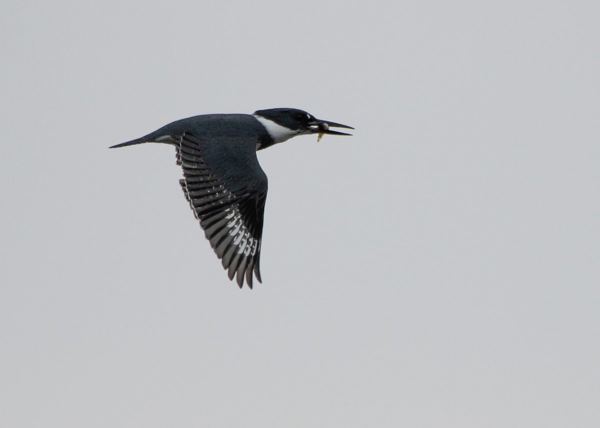 Belted Kingfisher - ML610754348