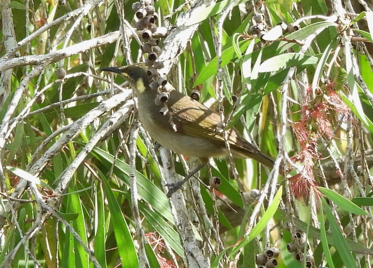 EBird Checklist 19 Oct 2023 Abattoir Swamp Julatten 13 Species