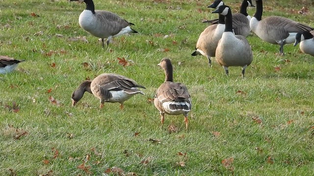 Greater White-fronted Goose - ML610754446