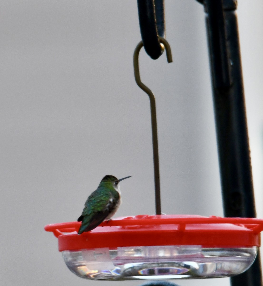 Ruby-throated Hummingbird - ML610754465