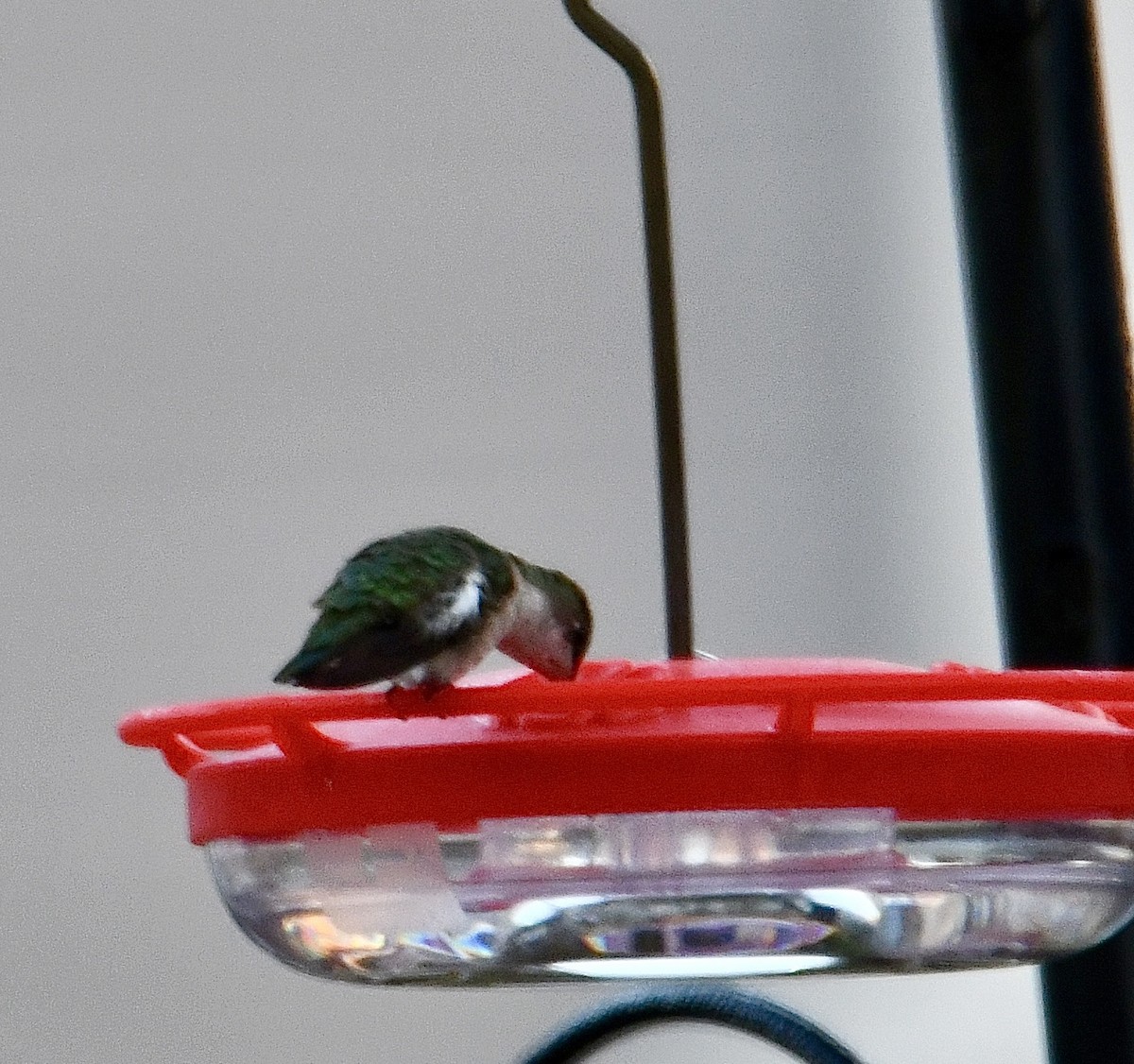 Ruby-throated Hummingbird - ML610754466