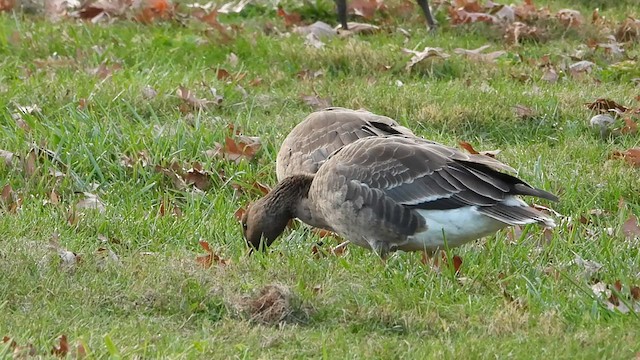 Greater White-fronted Goose - ML610754520