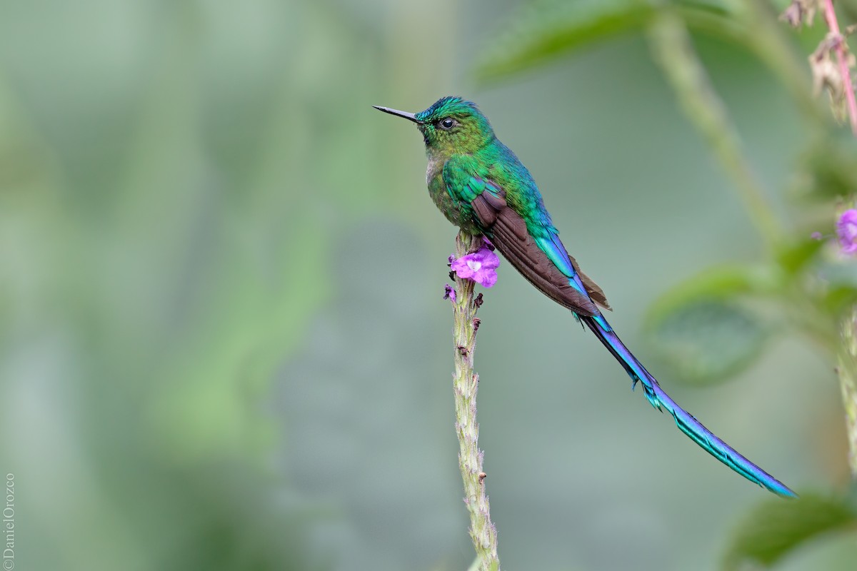 Long-tailed Sylph - ML610754562