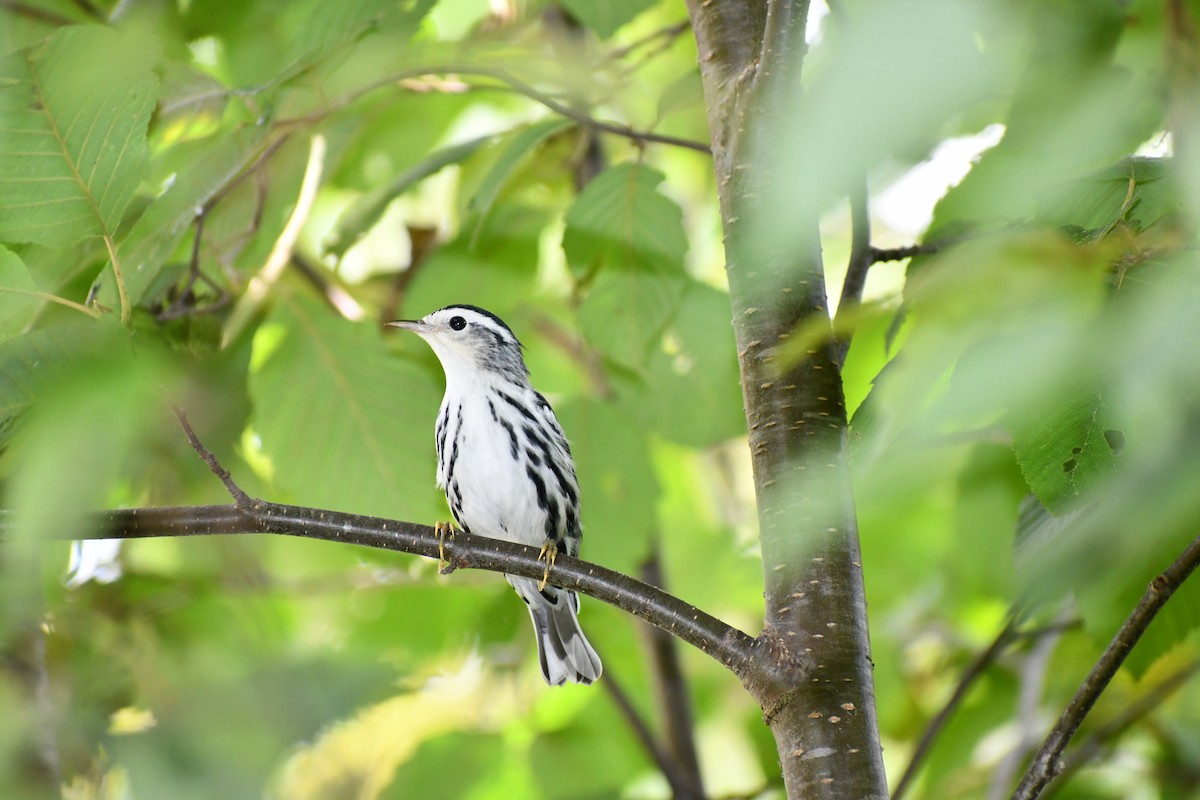 Black-and-white Warbler - ML610754716