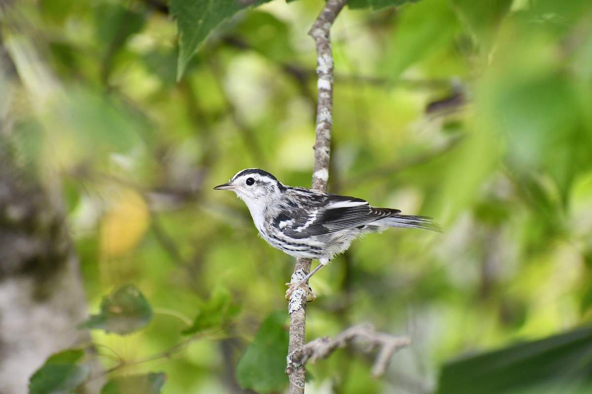 Black-and-white Warbler - ML610754739