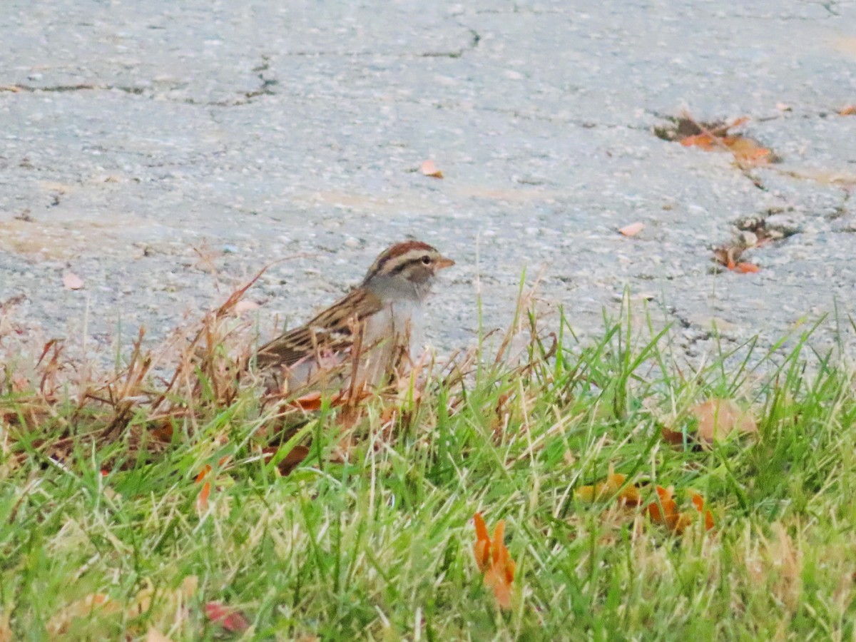 Chipping Sparrow - ML610754852