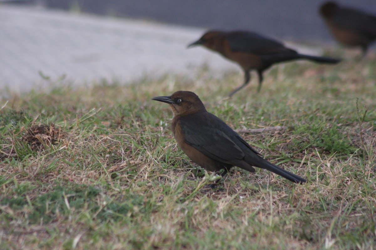 Boat-tailed Grackle (torreyi/alabamensis) - Avery Chan