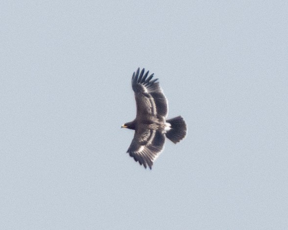 Greater Spotted Eagle - ML610755976