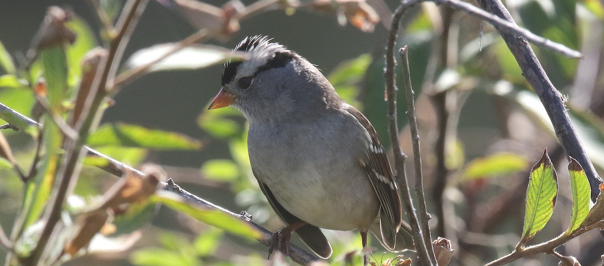 White-crowned Sparrow (Gambel's) - ML610756170