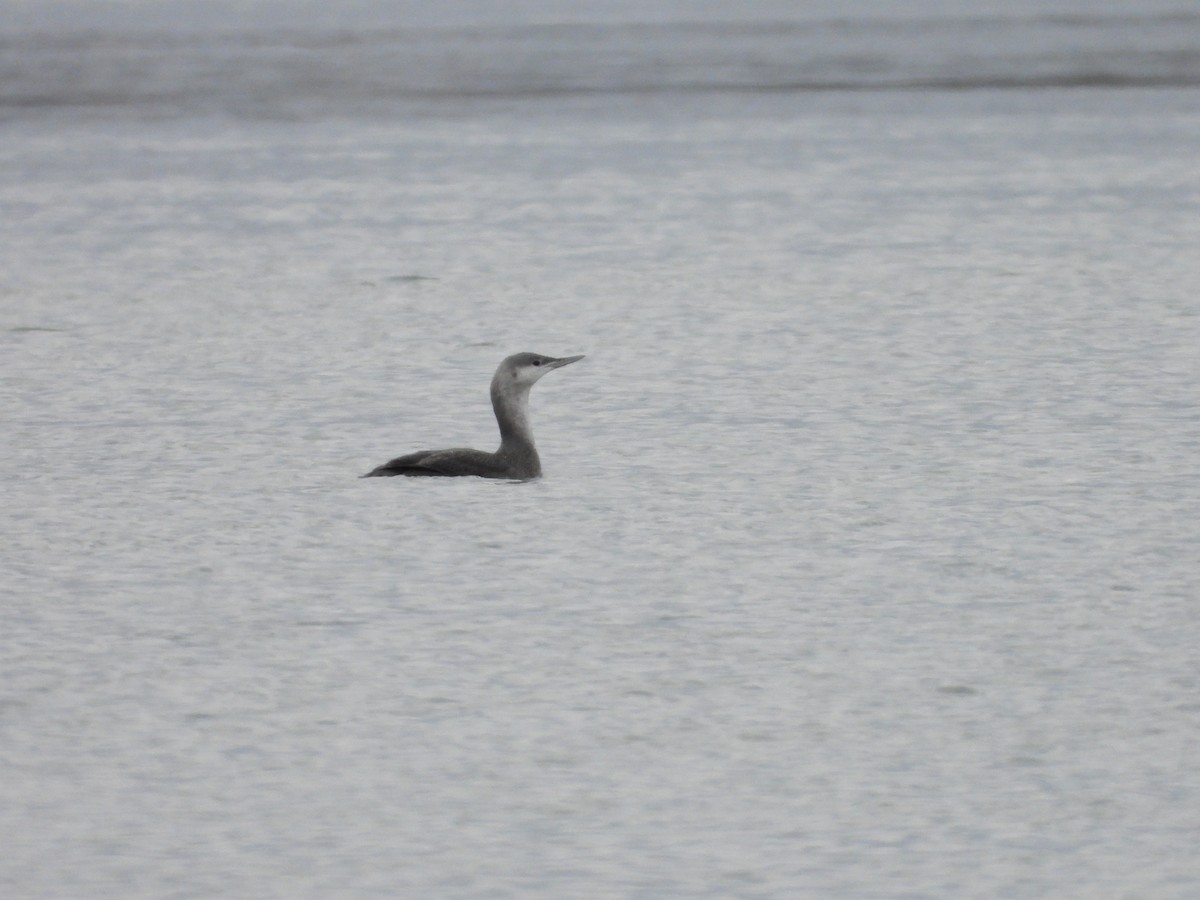 Red-throated Loon - ML610756216