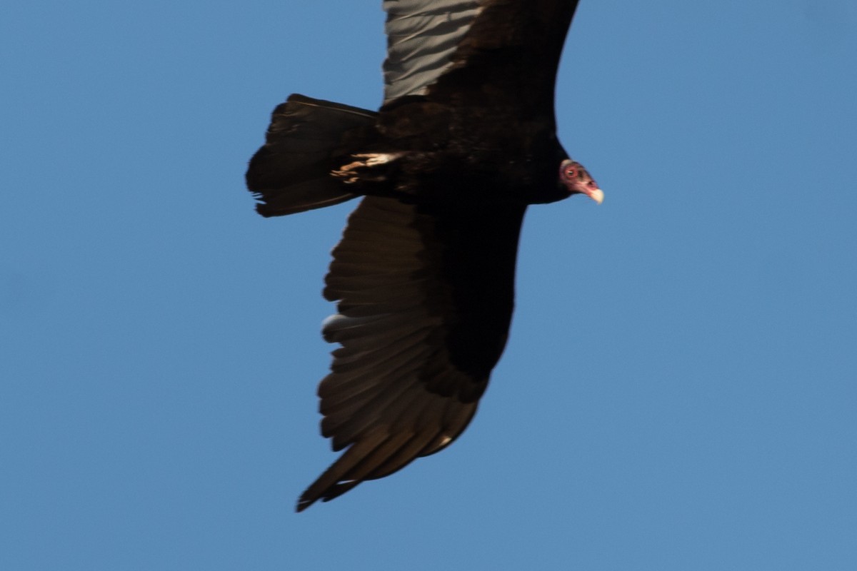 Turkey Vulture - ML610756397