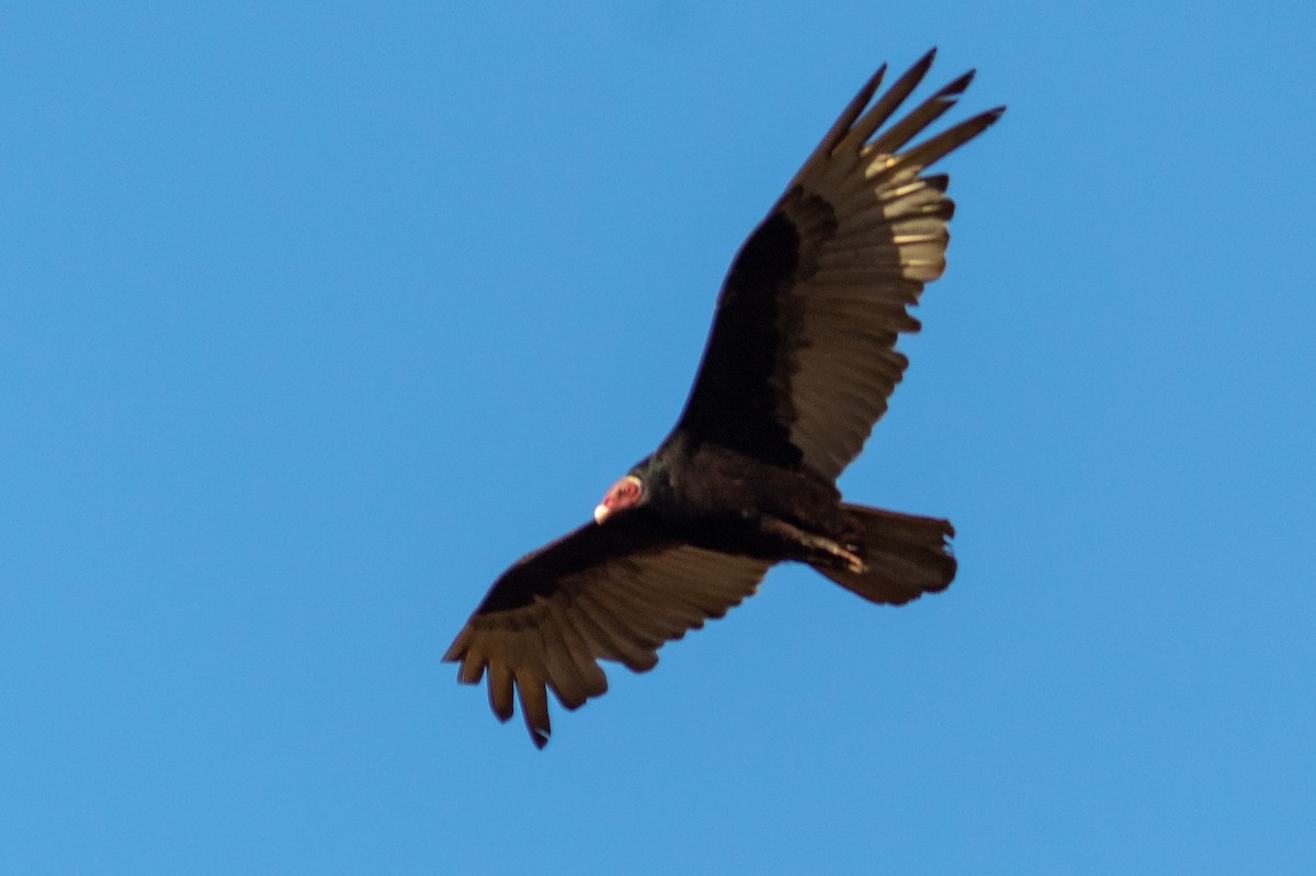 Turkey Vulture - ML610756398