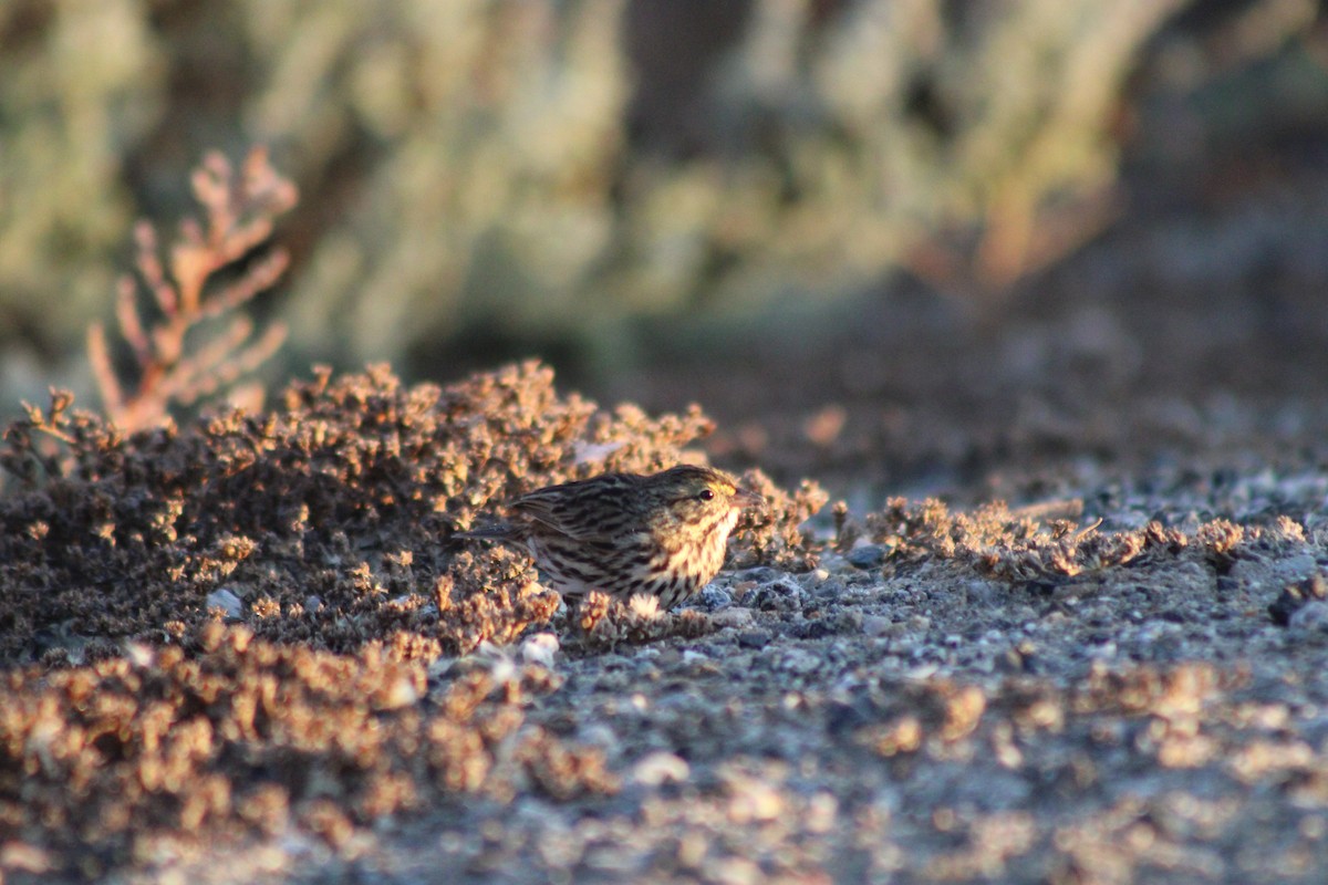 Savannah Sparrow (Belding's) - ML610756412