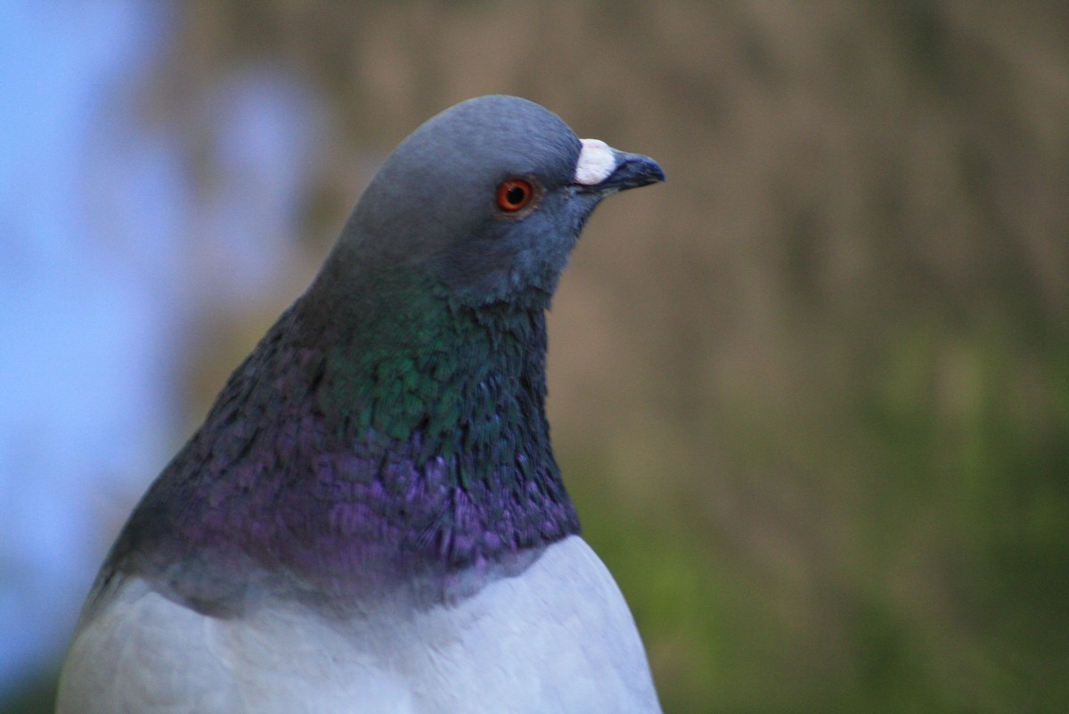 Rock Pigeon (Feral Pigeon) - ML610756414