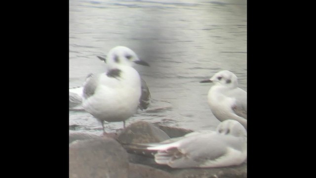 Mouette tridactyle - ML610756477